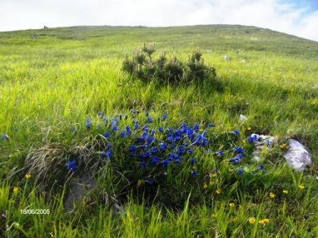 Gentiana dinarica / Genziana dell''Appennino